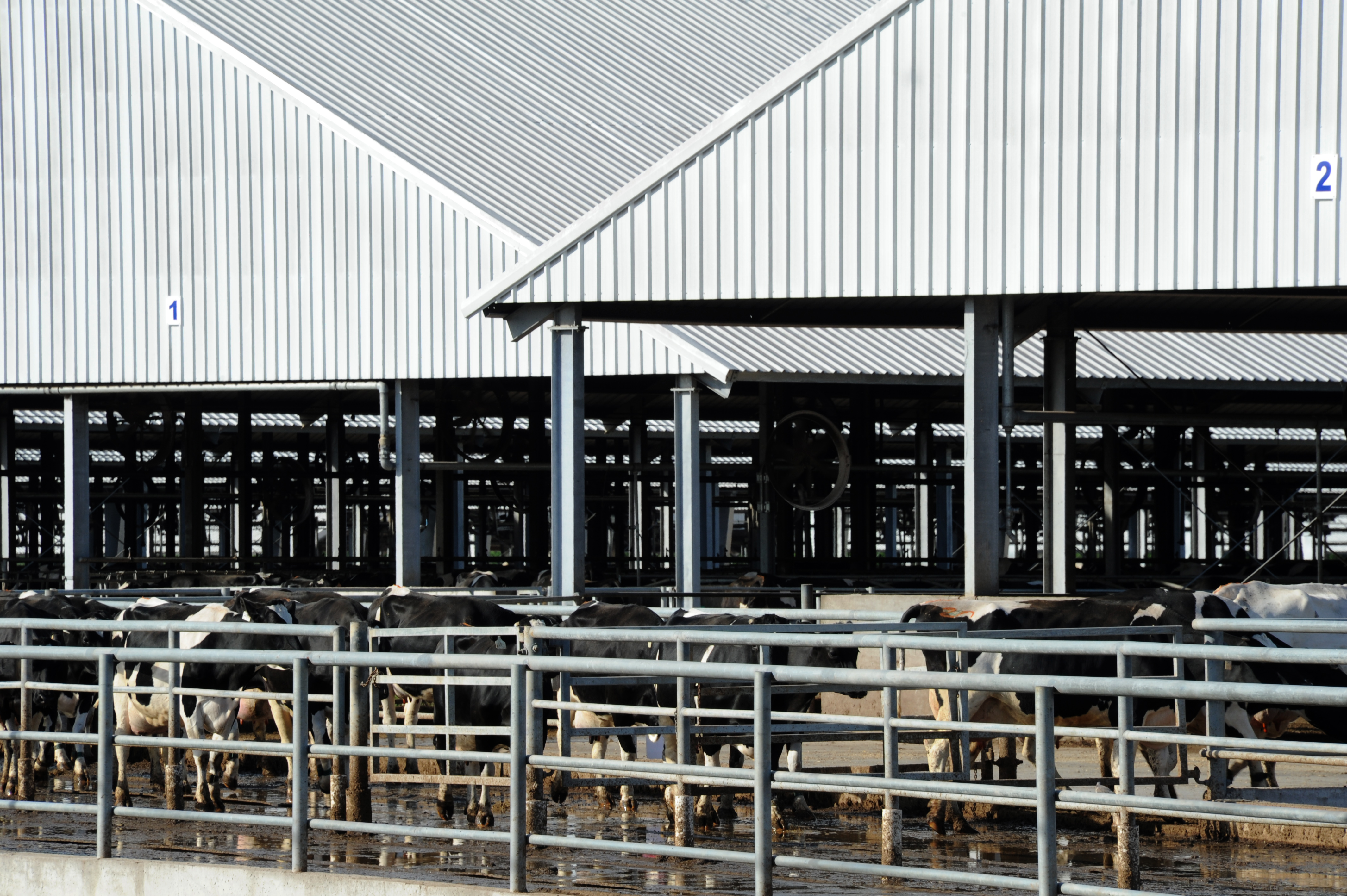 Establecimiento de producción de leche en polvo perteneciente a la Estancia del Lago y el Frigorífico Breaders Packers son ejemplos en tecnología