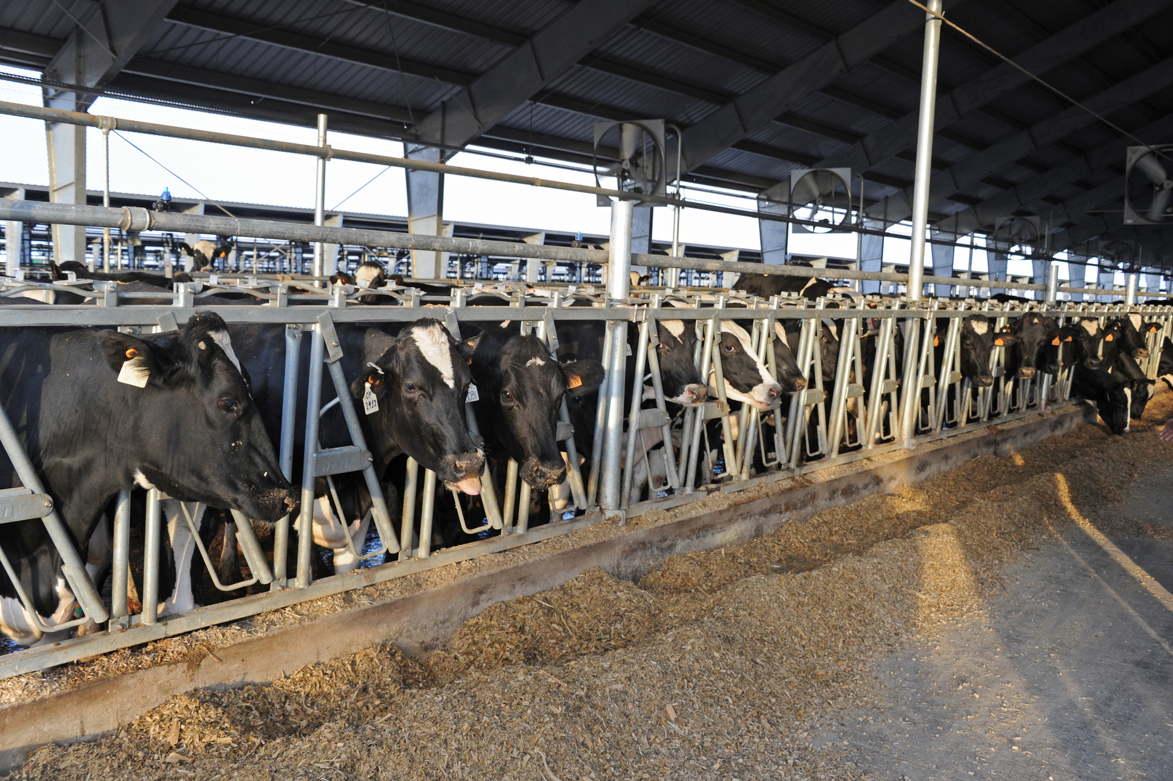 Establecimiento de producción de leche en polvo perteneciente a la Estancia del Lago y el Frigorífico Breaders Packers son ejemplos en tecnología