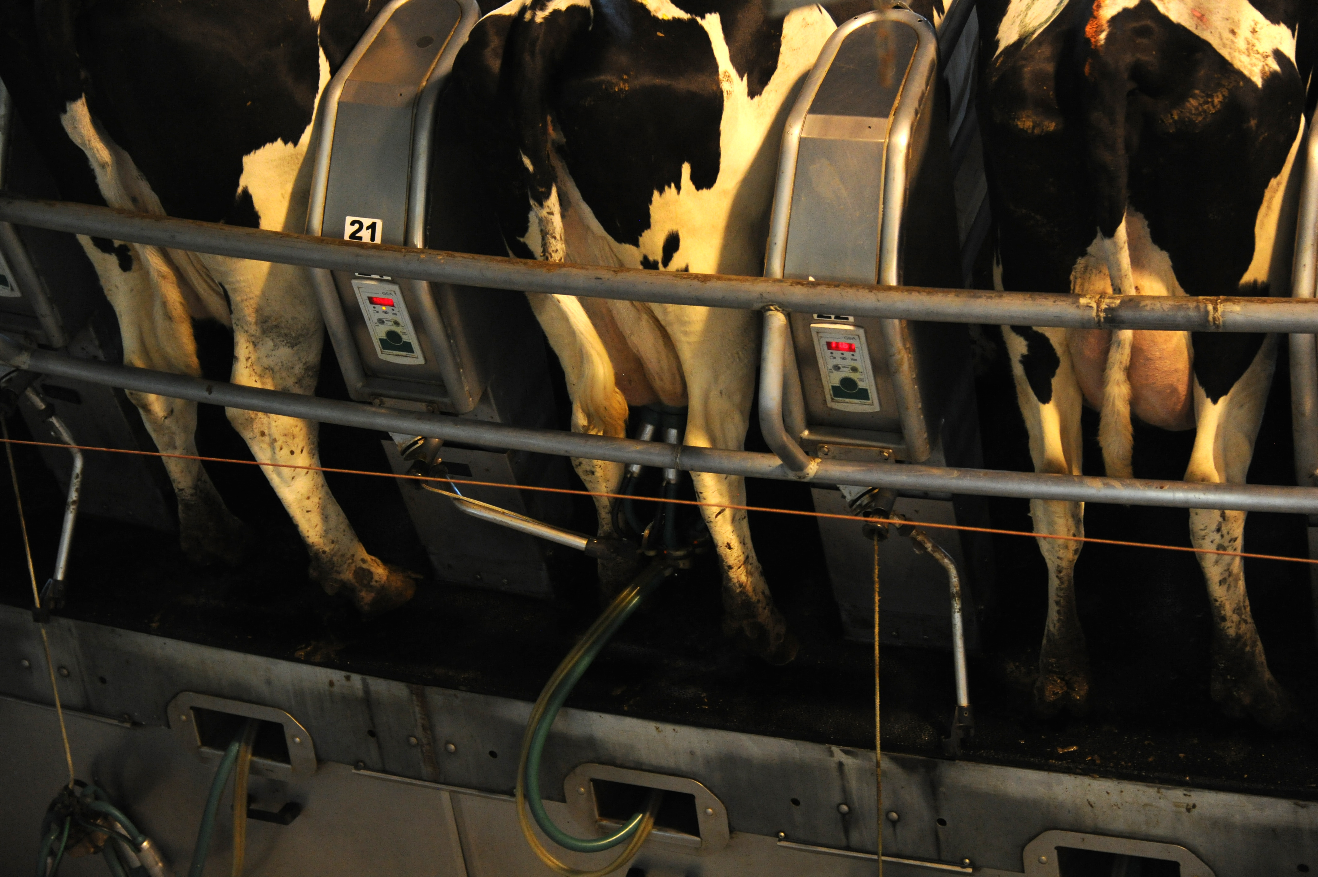 Establecimiento de producción de leche en polvo perteneciente a la Estancia del Lago y el Frigorífico Breaders Packers son ejemplos en tecnología