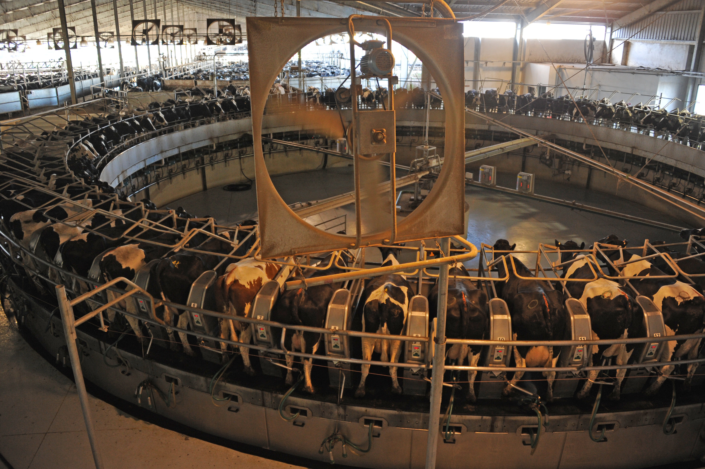 Establecimiento de producción de leche en polvo perteneciente a la Estancia del Lago y el Frigorífico Breaders Packers son ejemplos en tecnología