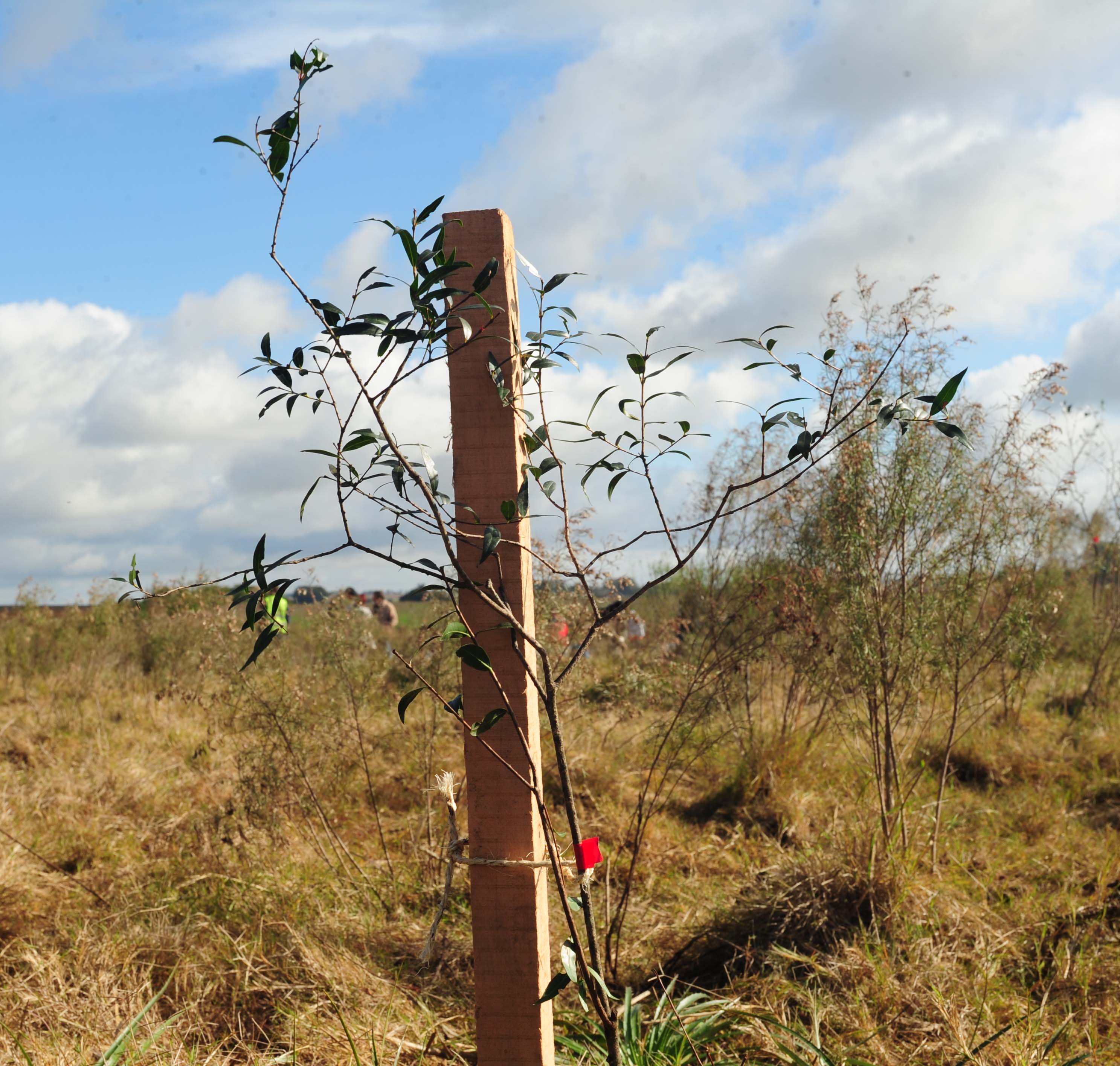 Árbol nativo