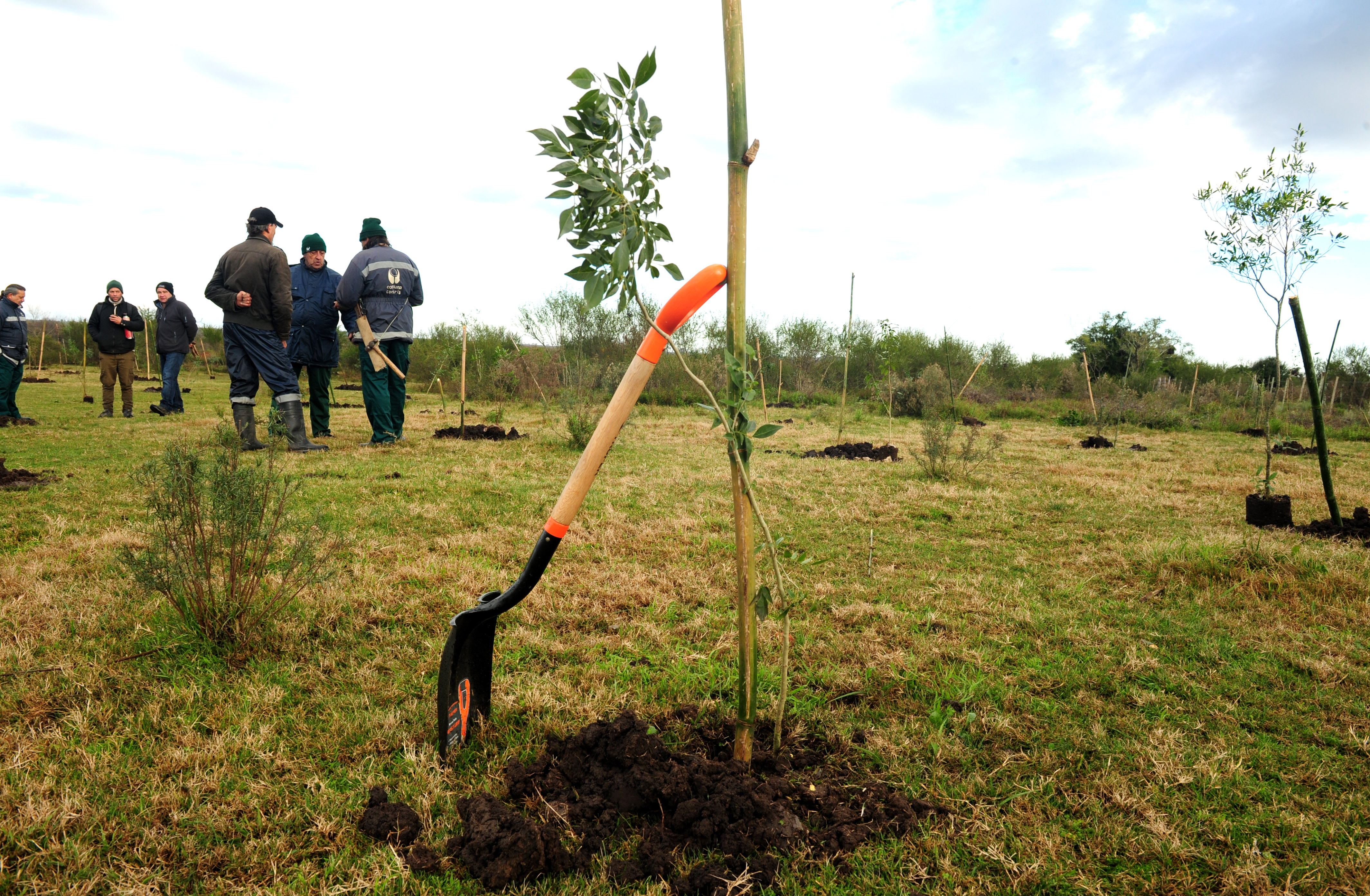 Predio donde se plantaron los árboles