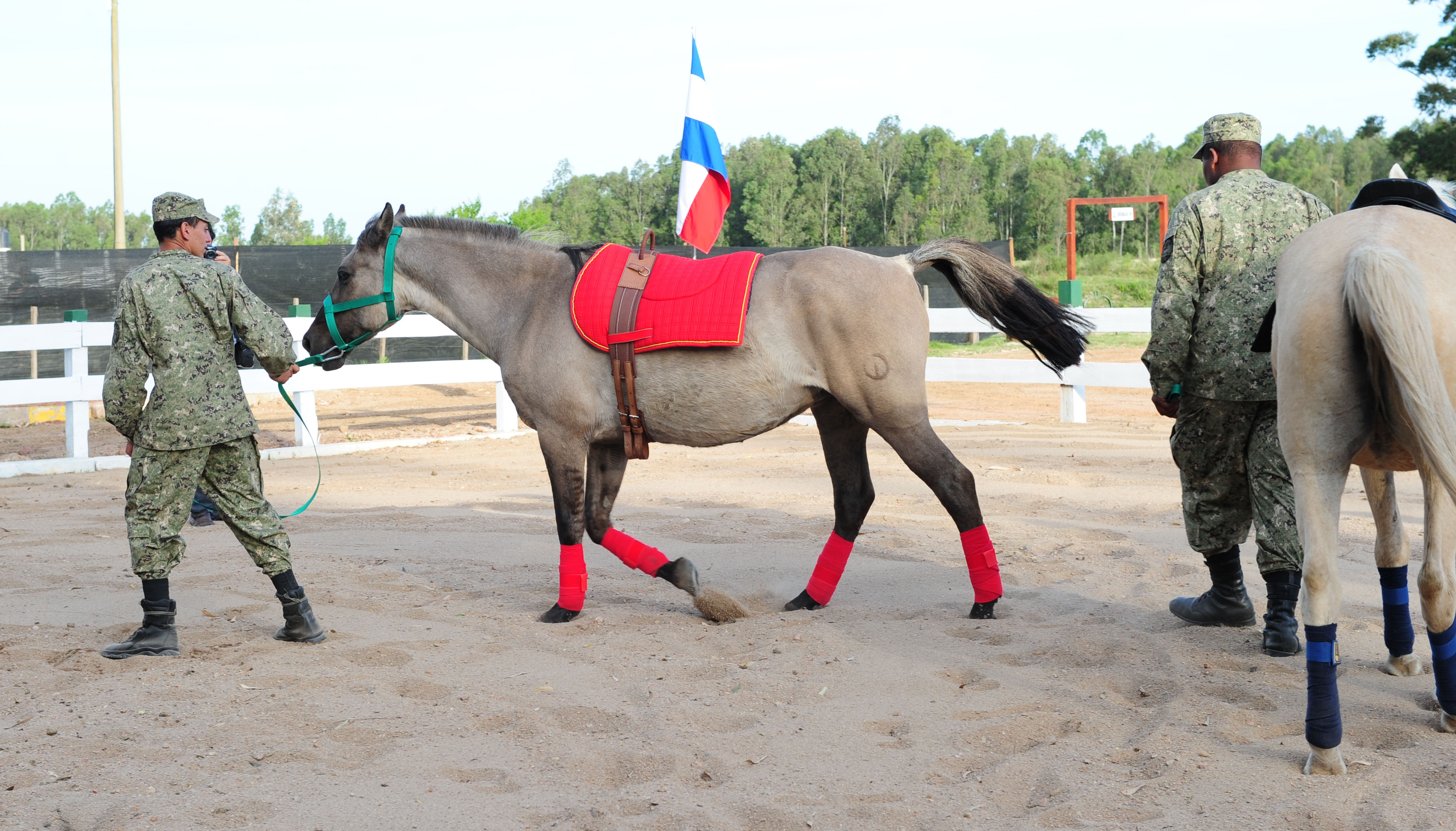Exhibición de caballos