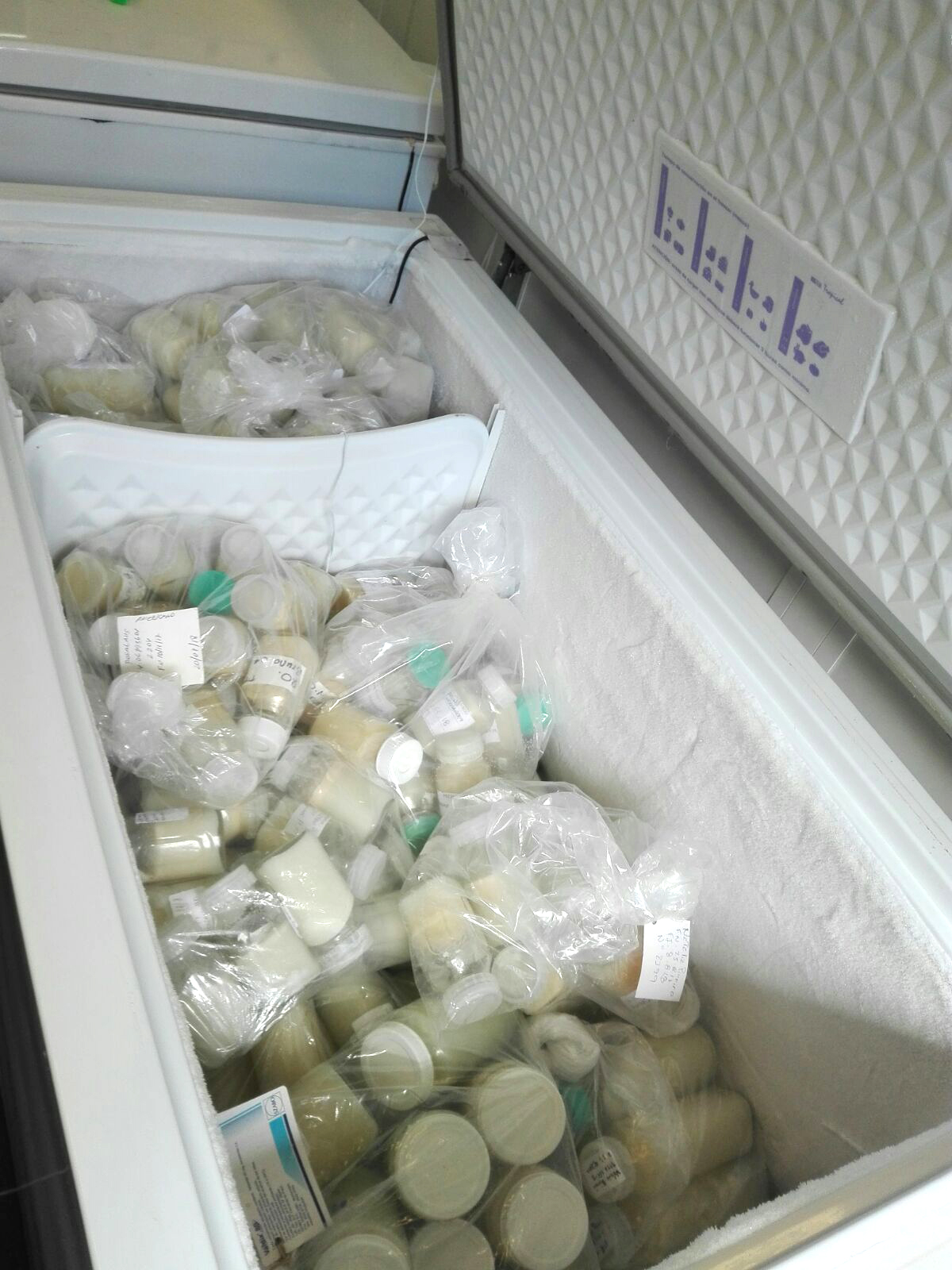 Banco de Leche Humana del hospital Pereira Rossell