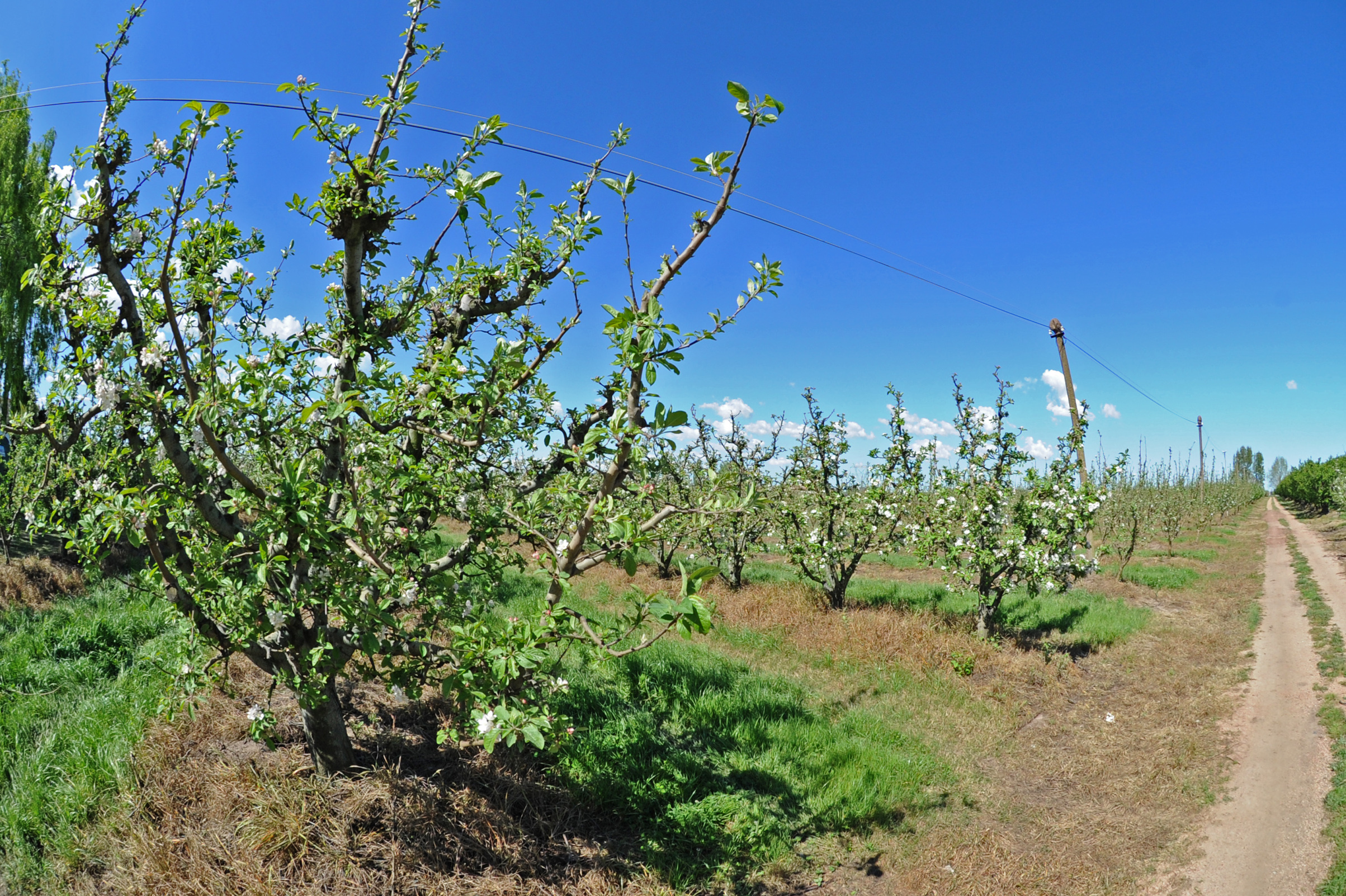 Plantaciones frutales en establecimiento ubicado en camino Los Pirinchos entre Redención y camino Melilla