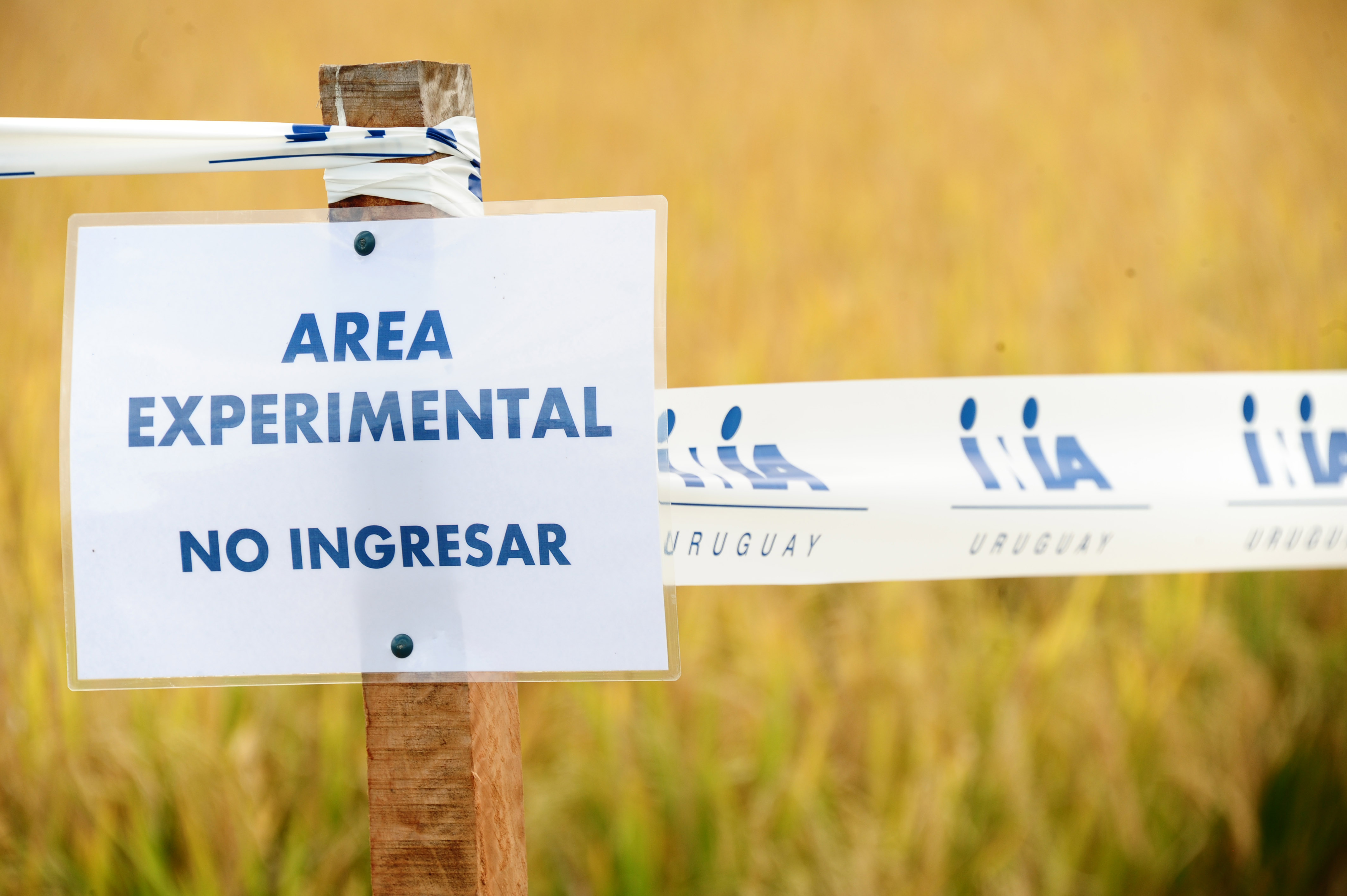 Inauguración de la cosecha de arroz 2019 que por primera vez se realizó en un centro de investigación