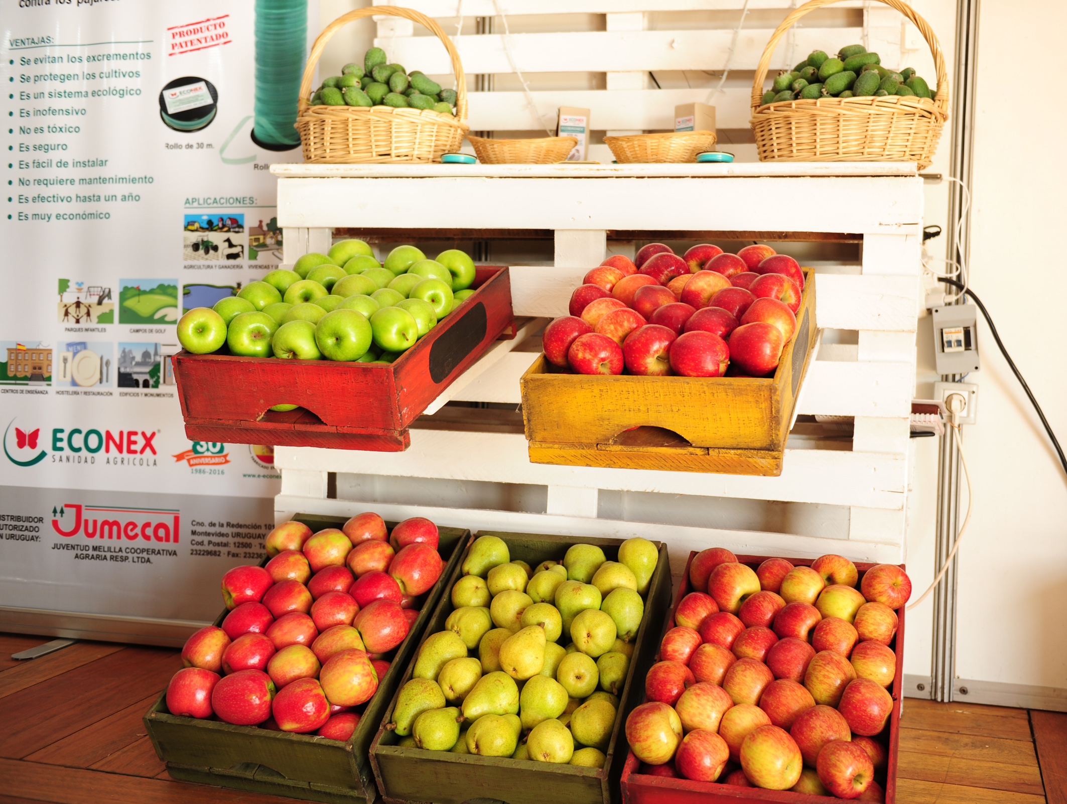 Lanzamiento de campaña Canasta Inteligente de incentivo al consumo de frutas y verduras de estación
