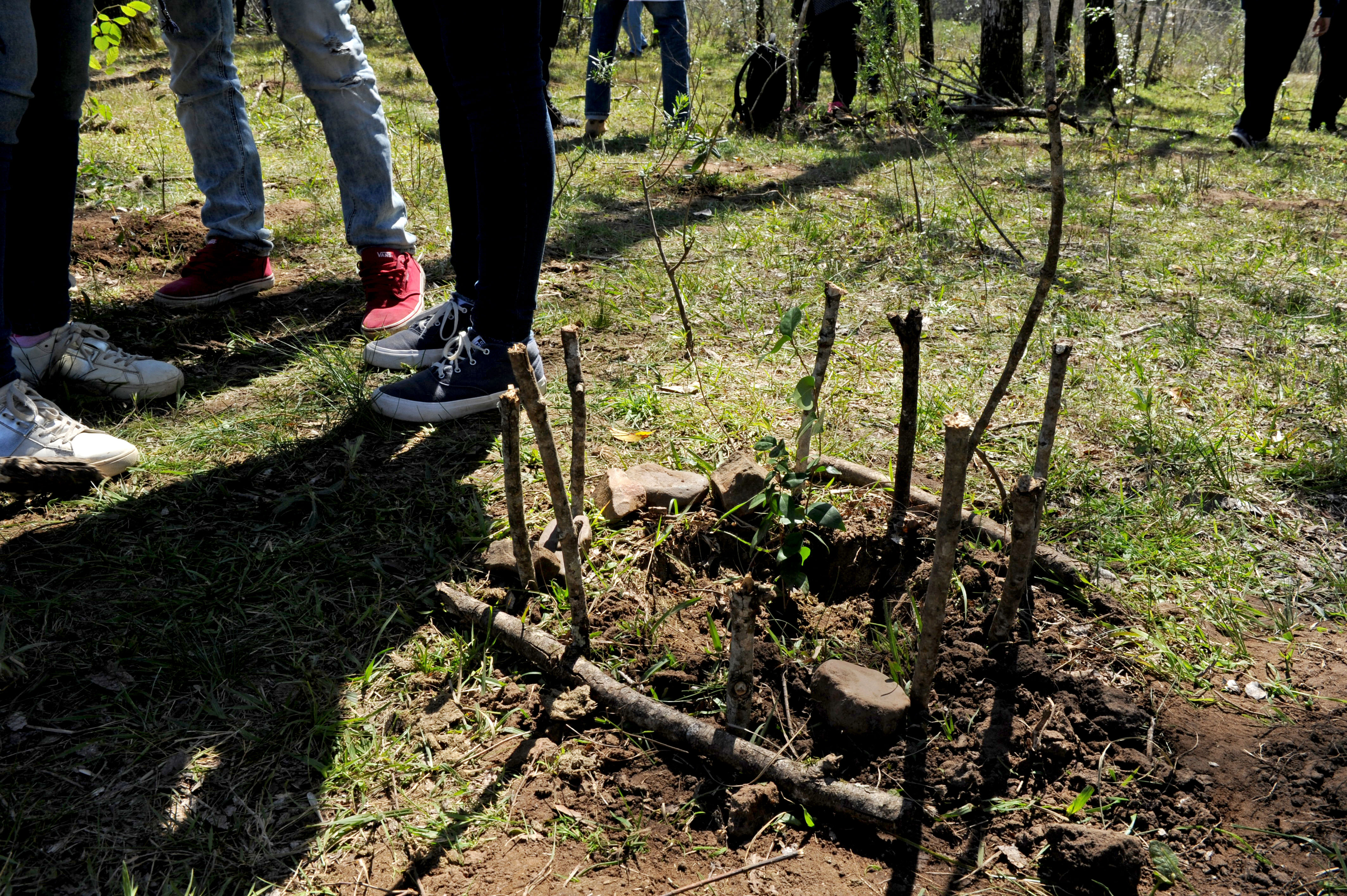 Plantatón Uruguay en Artigas