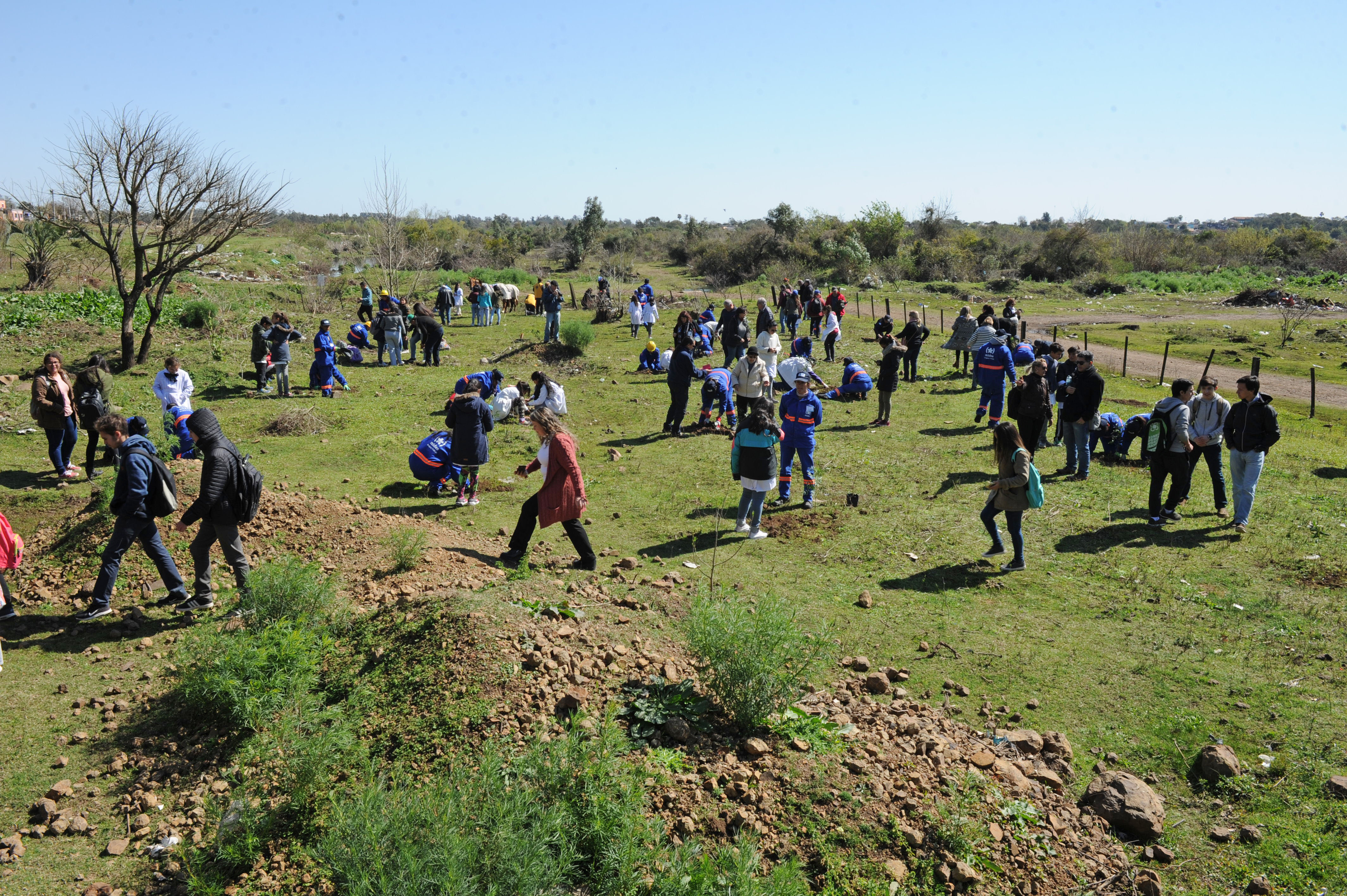 Plantatón Uruguay en Artigas