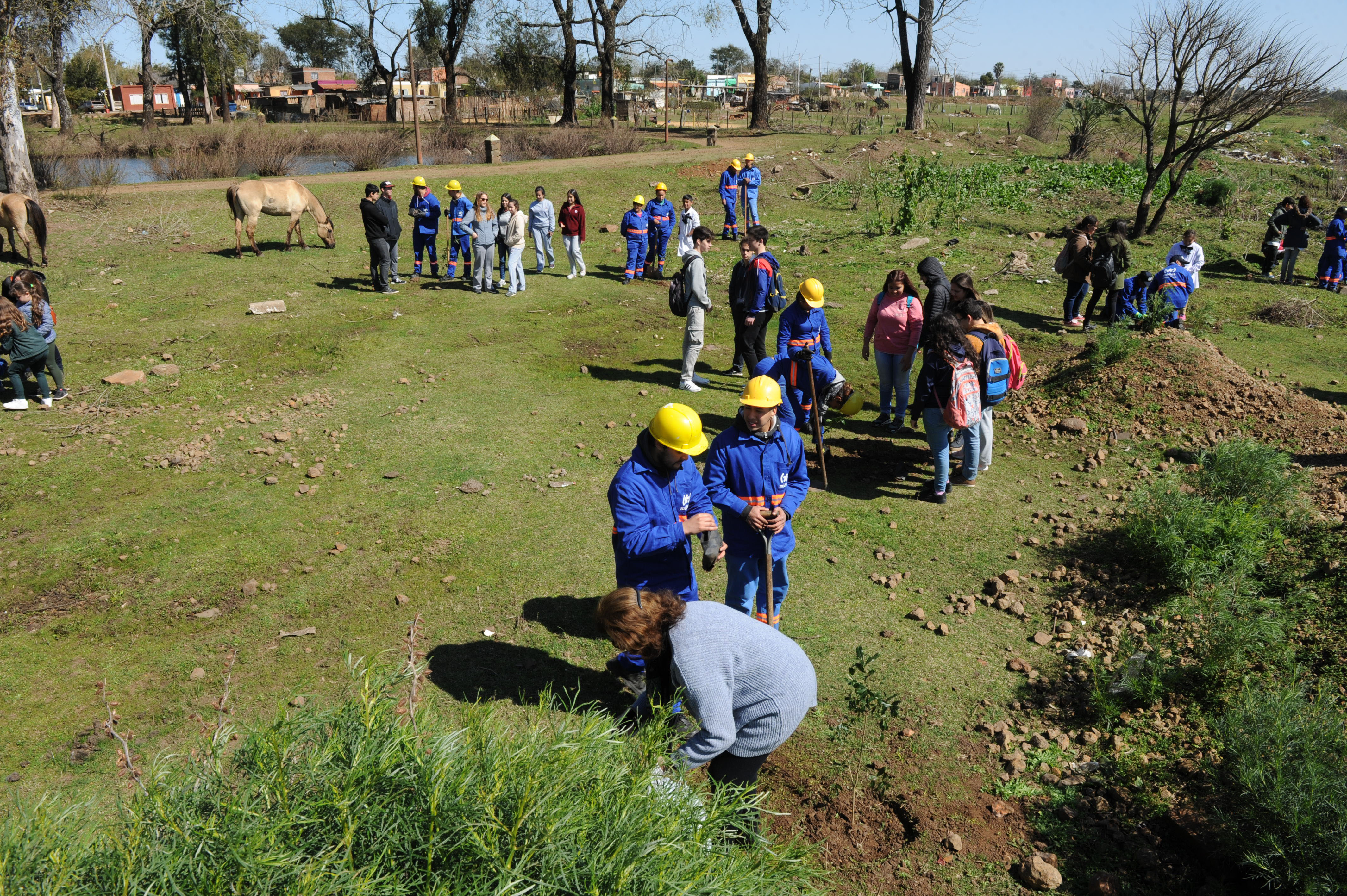 Plantatón Uruguay en Artigas