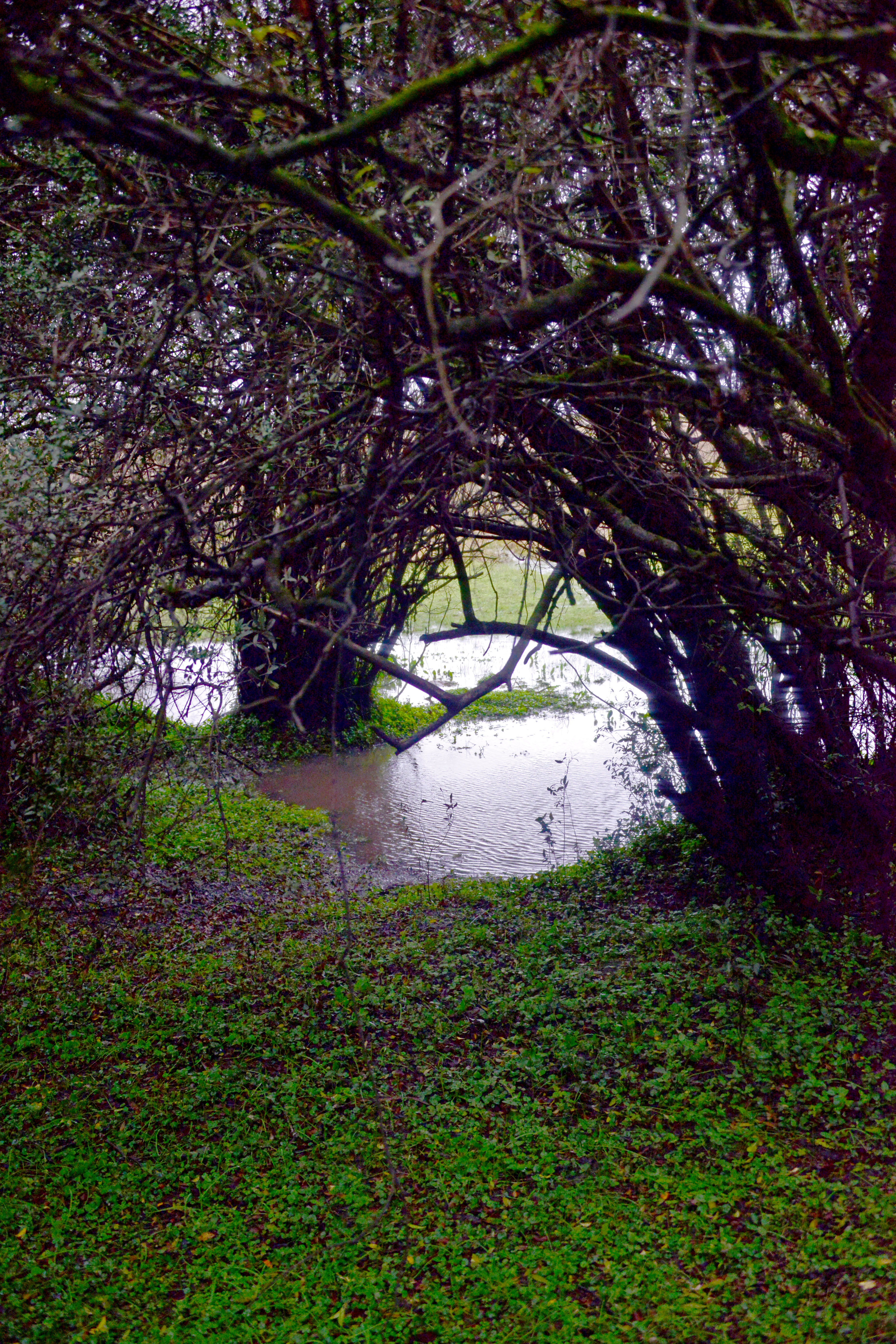 Montes de Queguay