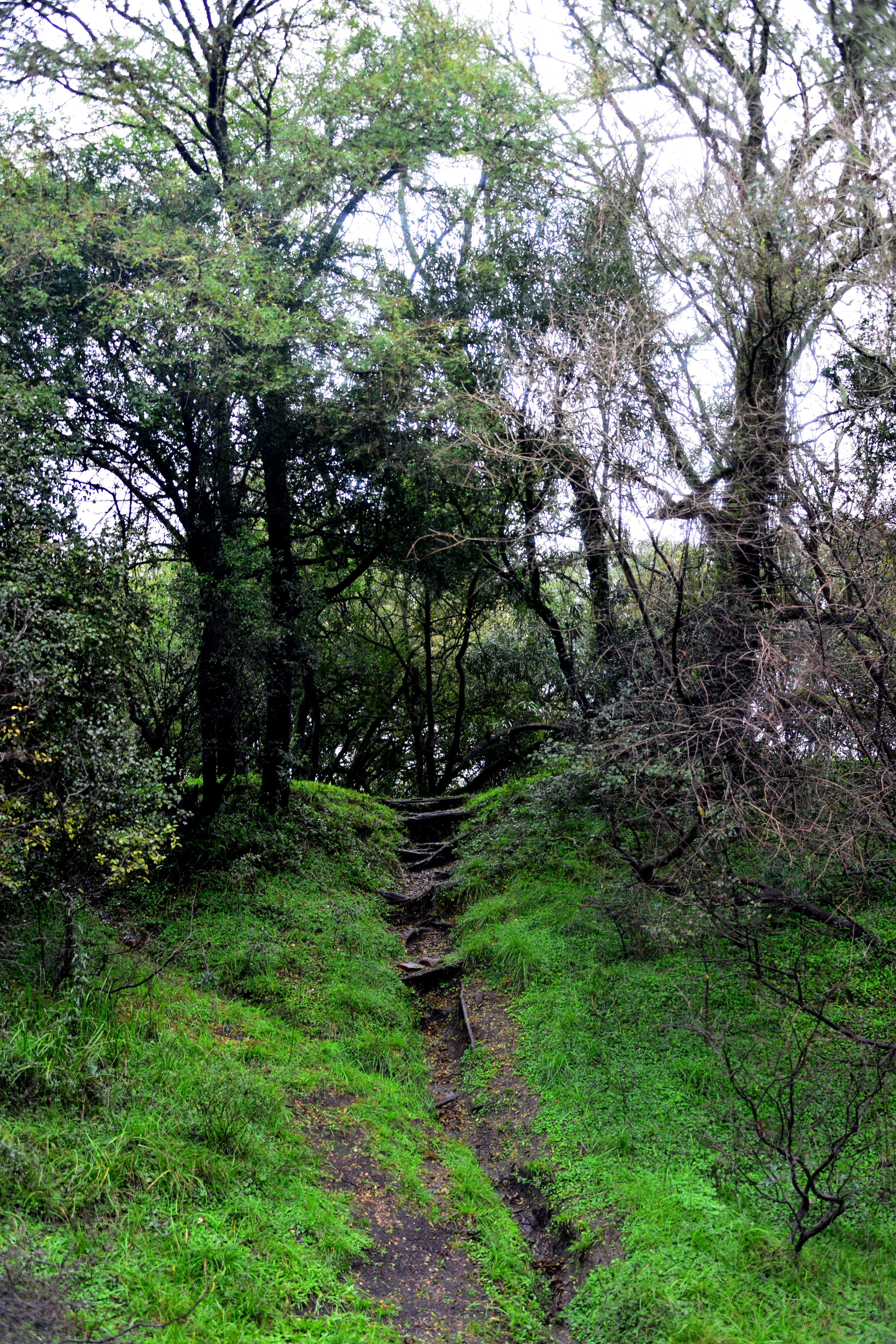 Montes de Queguay