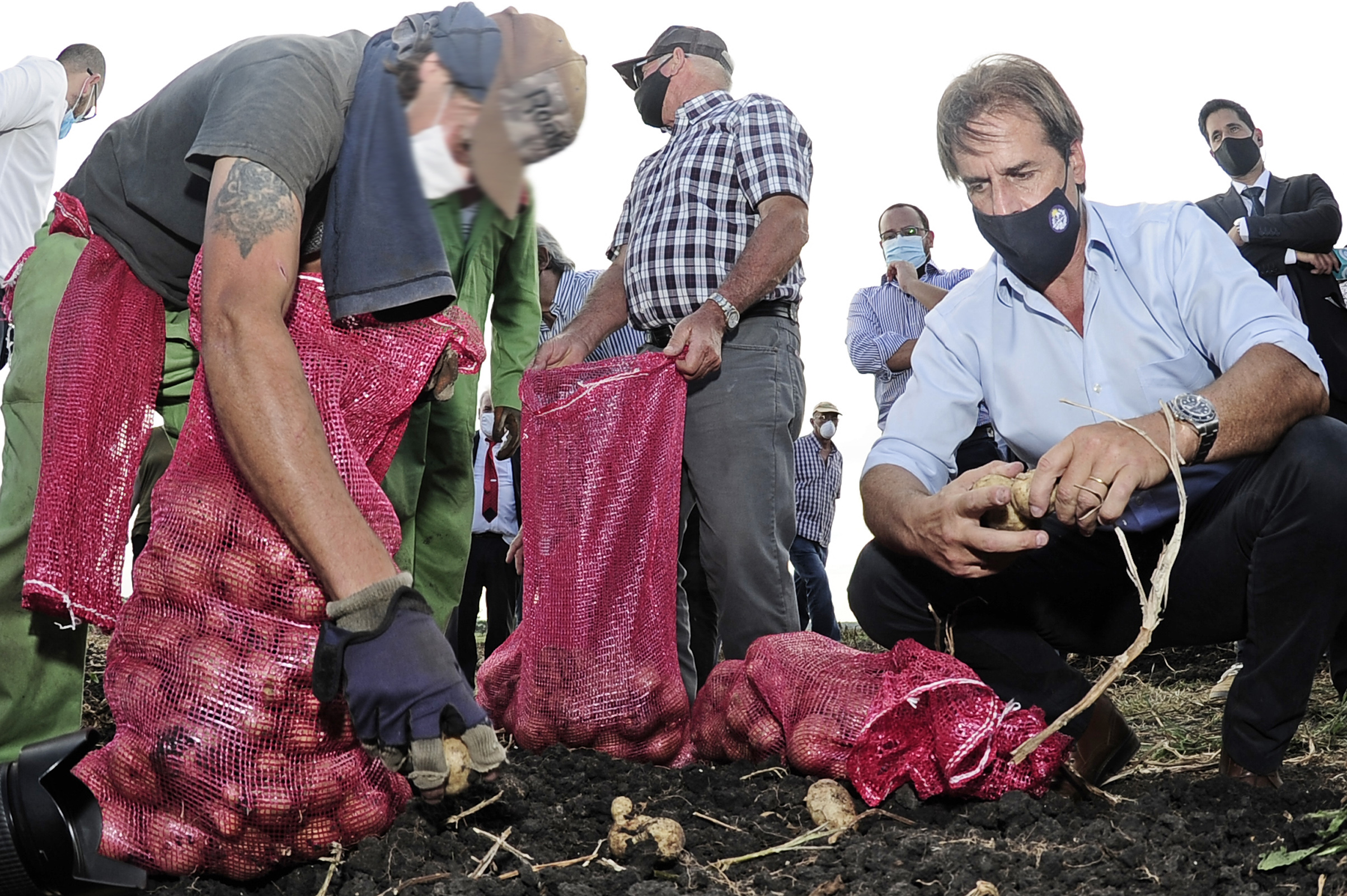 Presidente Luis Lacalle Pou participó de la cosecha de papas en el Penal de Libertad