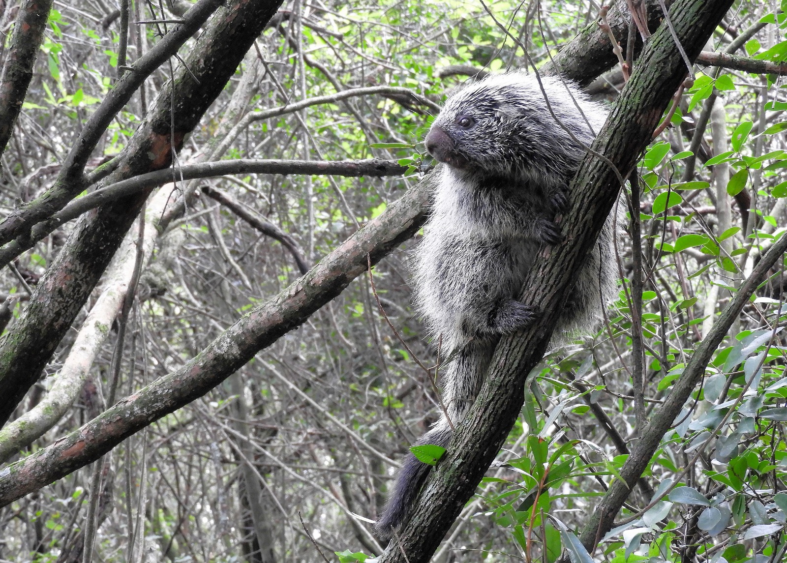 Coendou, puercoespín de pelaje erizado y gris, trepado en una rama de un árbol frondoso.