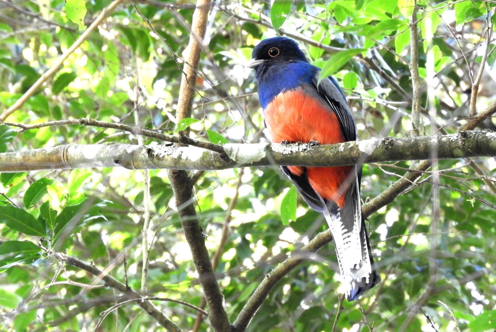 Trogón surucura de pecho naranja intenso y cabeza azul oscuro, posado en una rama con hojas verdes.