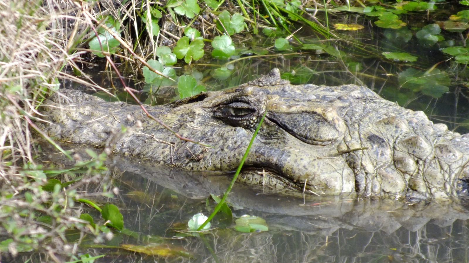 Yacaré camuflado en el agua turbia. Solo sus ojos y escamas rugosas asoman entre plantas acuáticas.