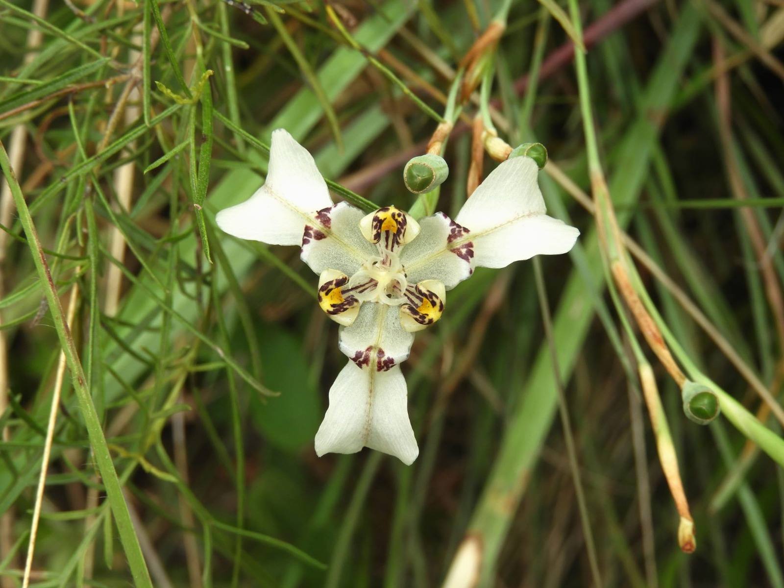 Primer plano de la flor Cypella aurinegra con tres pétalos blancos y un centro amarillo y púrpura, asomando entre el pasto y los tallos verdes.