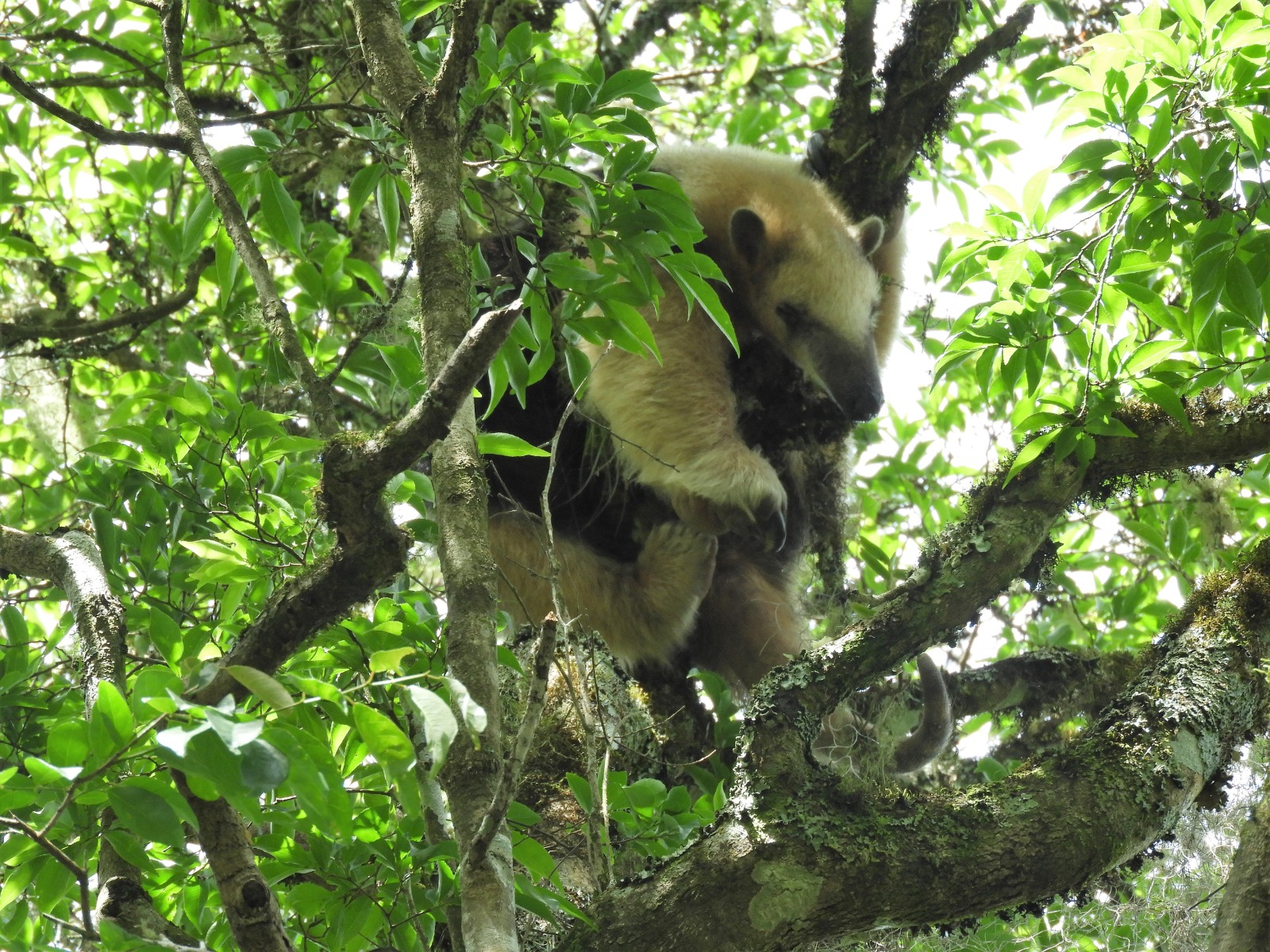 Primer plano de un oso hormiguero trepado a un árbol frondoso.