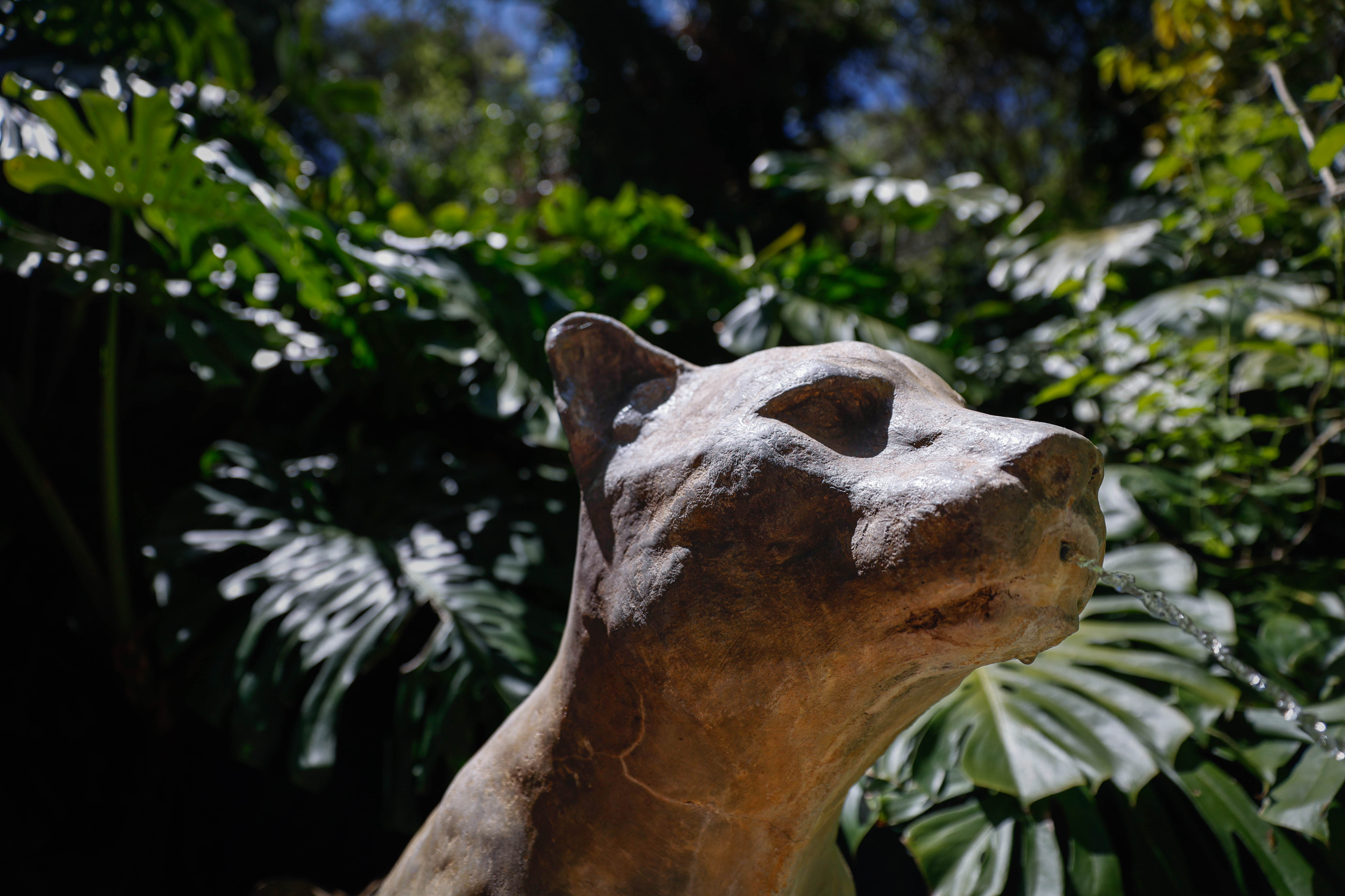 Primer plano de una escultura de puma de la que brota agua, rodeada de abundante vegetación verde en el parque Salus.