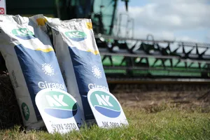 Presidente Orsi asistió a inauguración de cosecha de girasol