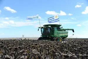 Presidente Orsi asistió a inauguración de cosecha de girasol