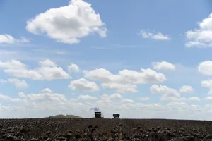 Presidente Orsi asistió a inauguración de cosecha de girasol