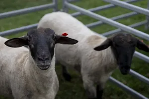 Inauguración de la 15ª edición de exposición agropecuaria Rural de Melilla