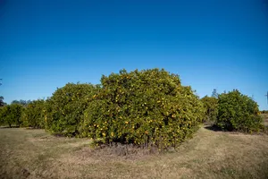 Orsi en zafra citrícola