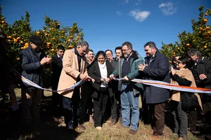 Orsi en zafra citrícola